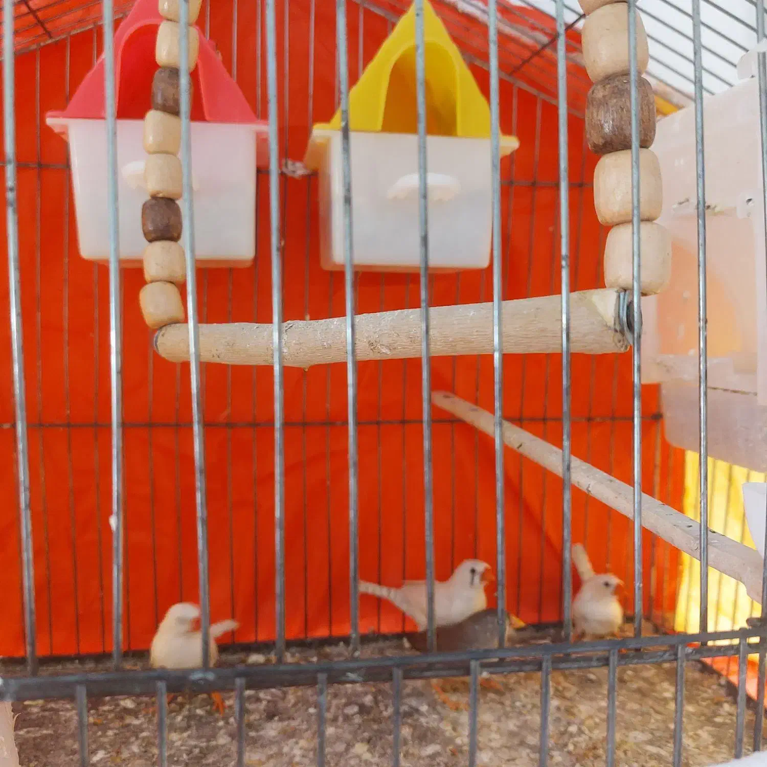 دو جفت فنچ زبرا مولد کارداده جوان|پرنده|تربت‌حیدریه, کاشانی|دیوار