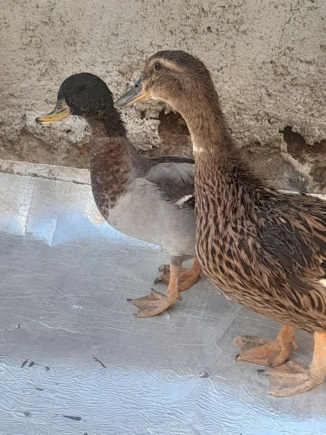 اردک مینیاتوری کله سبز|حیوانات مزرعه|محمدشهر, محمدشهر|دیوار