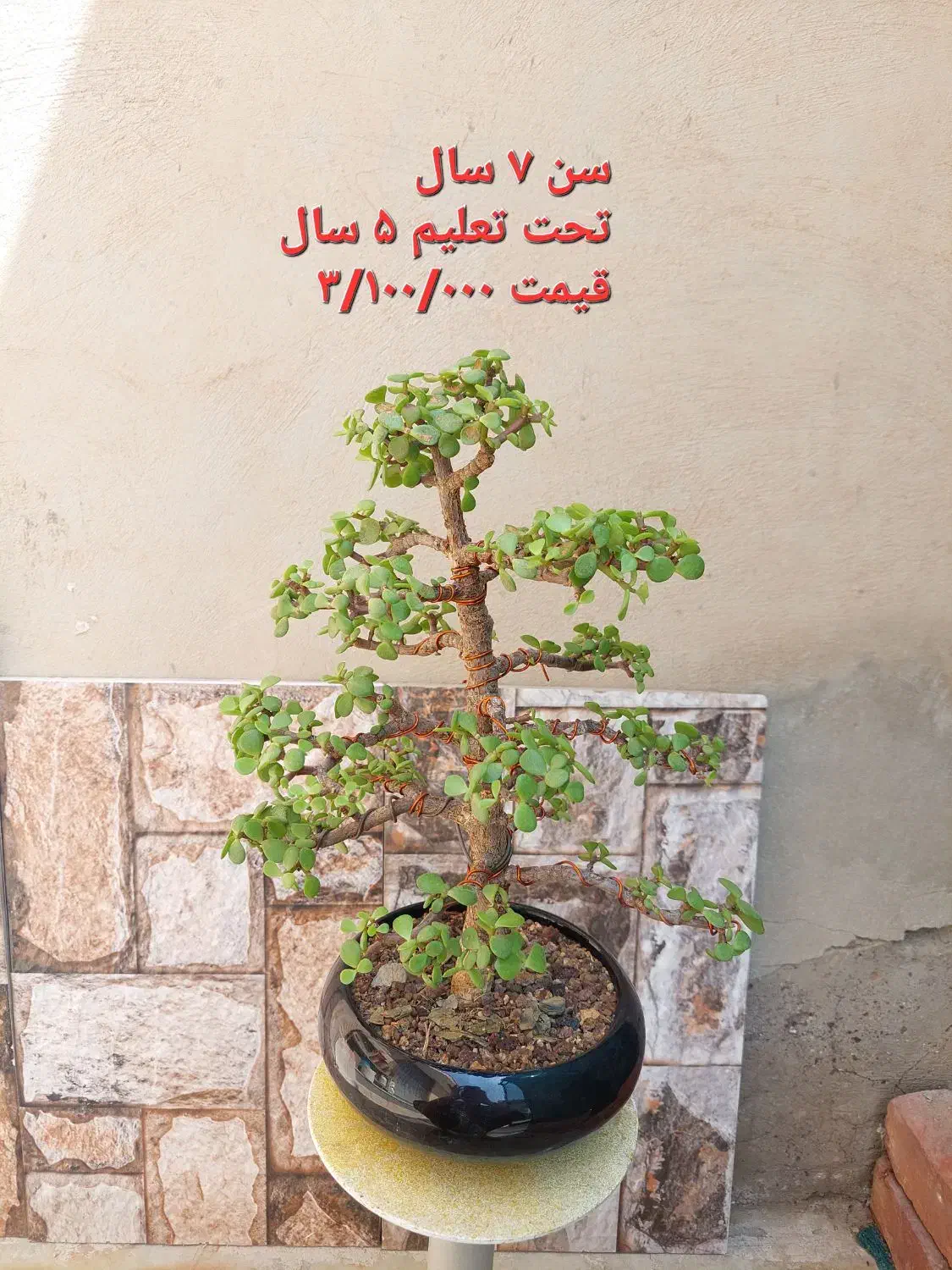 درختچه(نسا)جید ،کاکتوس|گل و گیاه طبیعی|کرمان, |دیوار