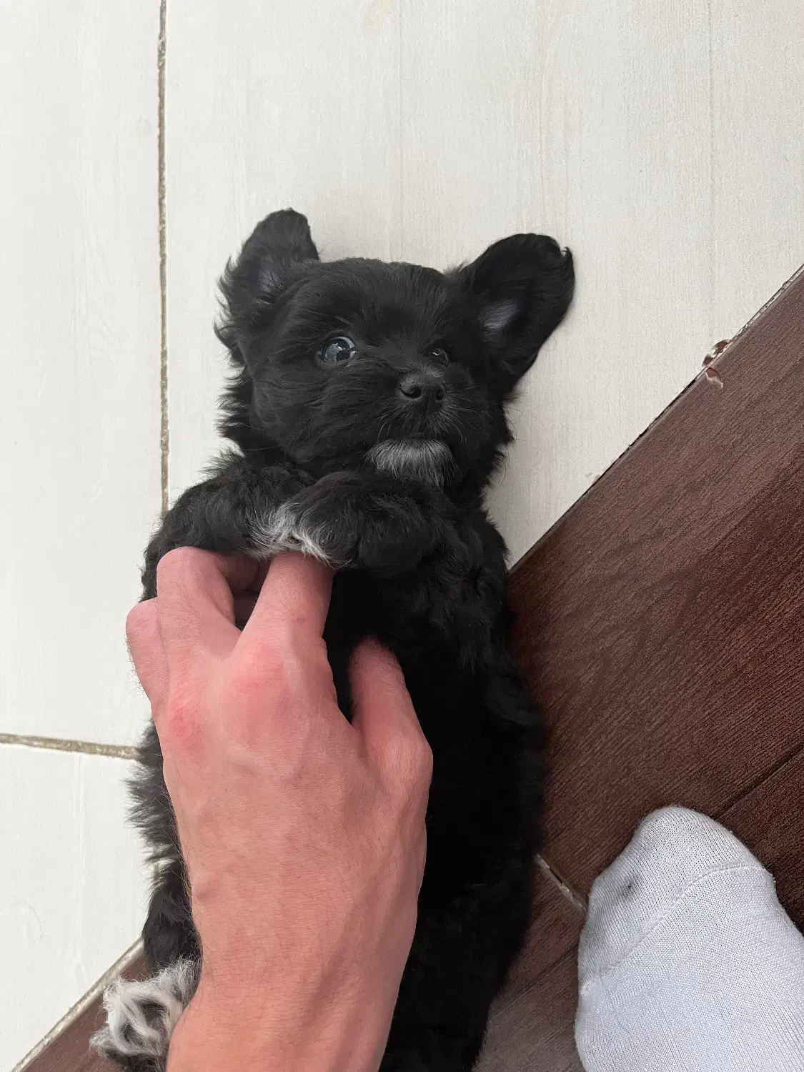 فروش توله‌سگ فقط به افراد مسئول و عاشق حیوانات|سگ|مشگین شهر, |دیوار