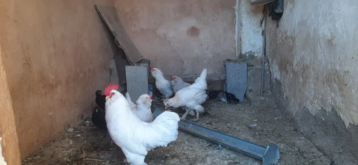 تخم مرغ گلین ومرندی|حیوانات مزرعه|مسجد سلیمان, |دیوار