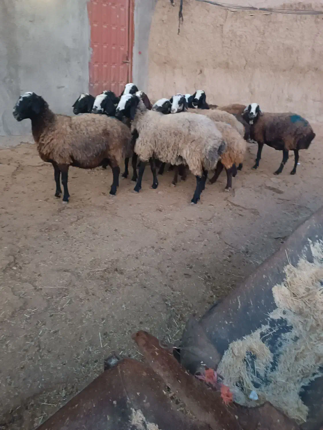 گوسفند شال|حیوانات مزرعه|بشاریات, |دیوار