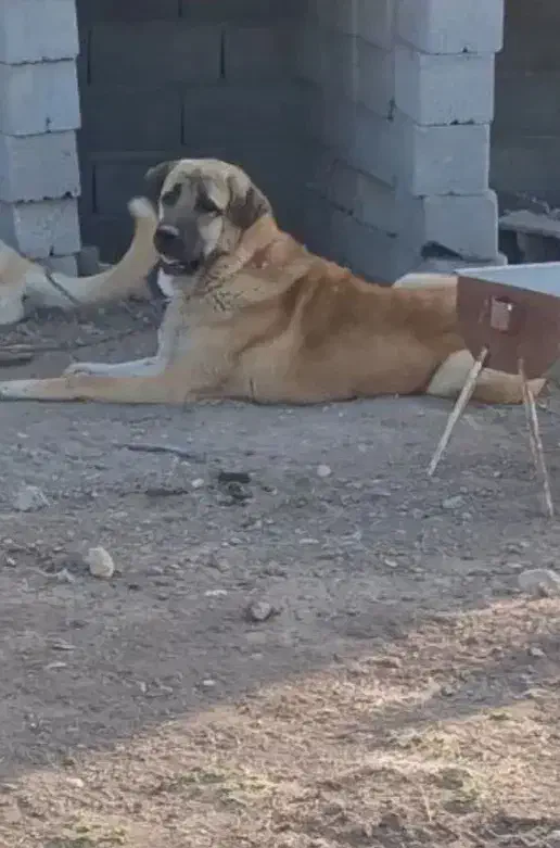 واگذاری پژدر ۱۶ماهه|سگ|اردبیل, |دیوار