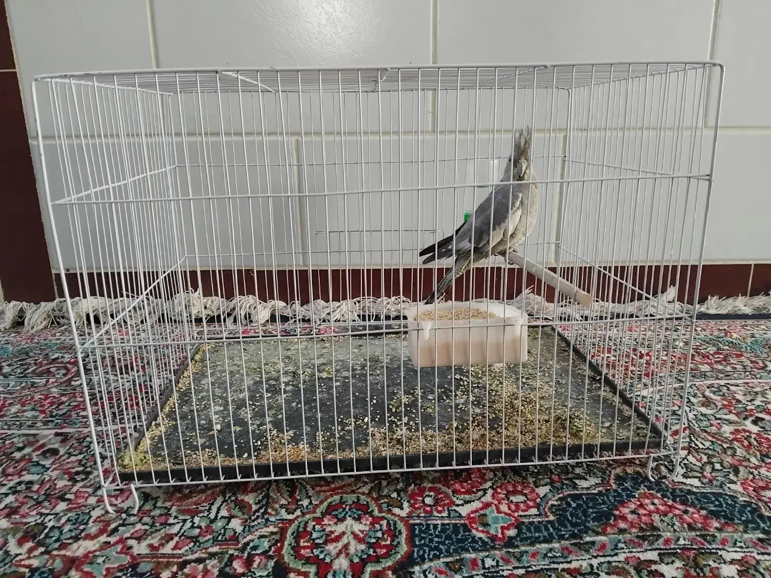 طوطی عروس و کوتوله|پرنده|زرند, |دیوار