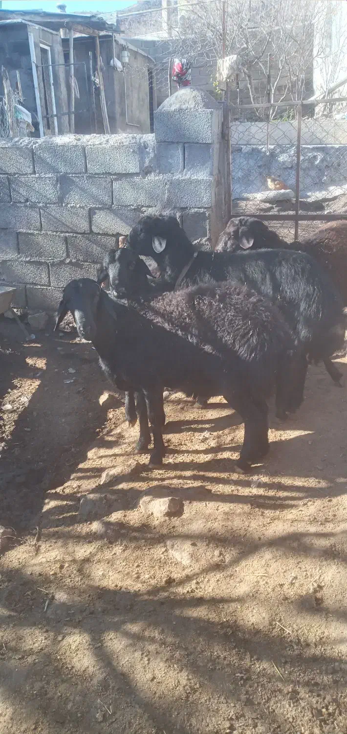 قوچ|حیوانات مزرعه|خورش رستم, |دیوار