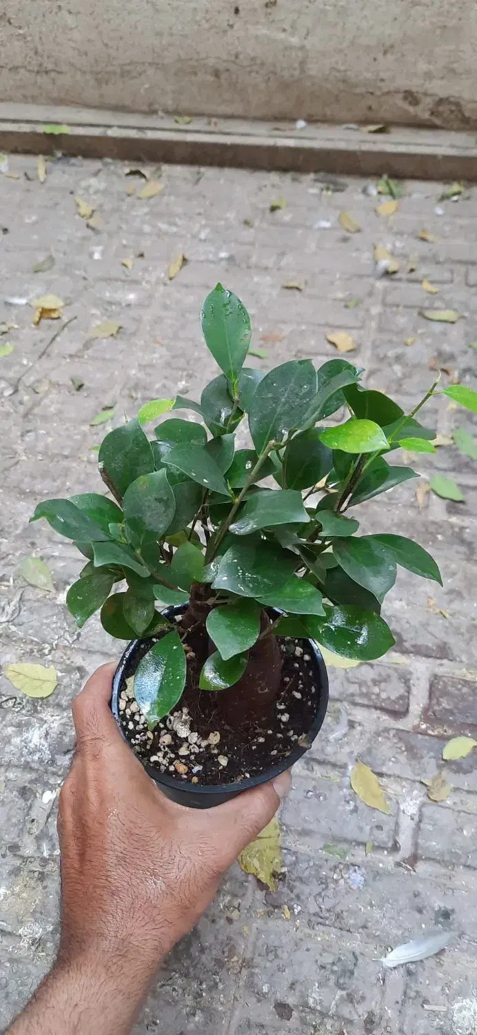 بونسای جینسینگ|گل و گیاه طبیعی|تهران, حشمتیه|دیوار