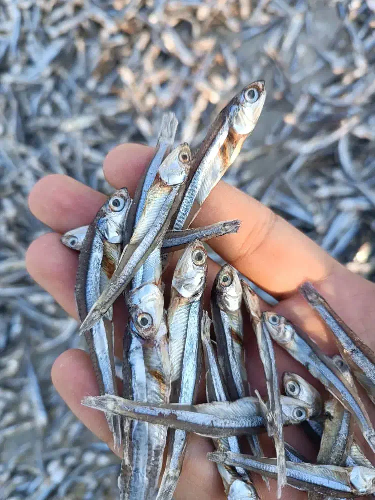 ماهی متوتا|ماهی|قشم, |دیوار