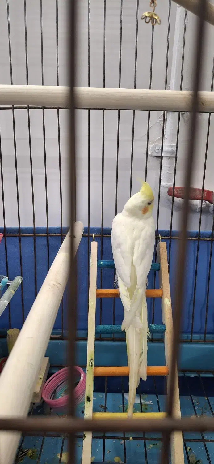 عروس هلندی|پرنده|رباطکریم, الارد|دیوار