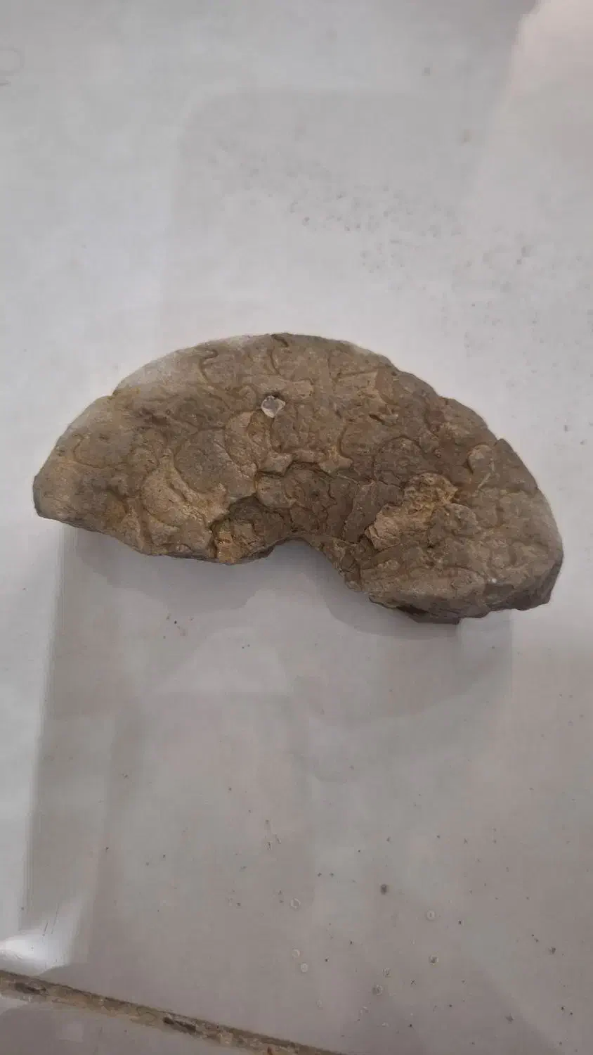 فسیل جانوری|کلکسیون اشیاء عتیقه|تهران, سید خندان (جلفا)|دیوار