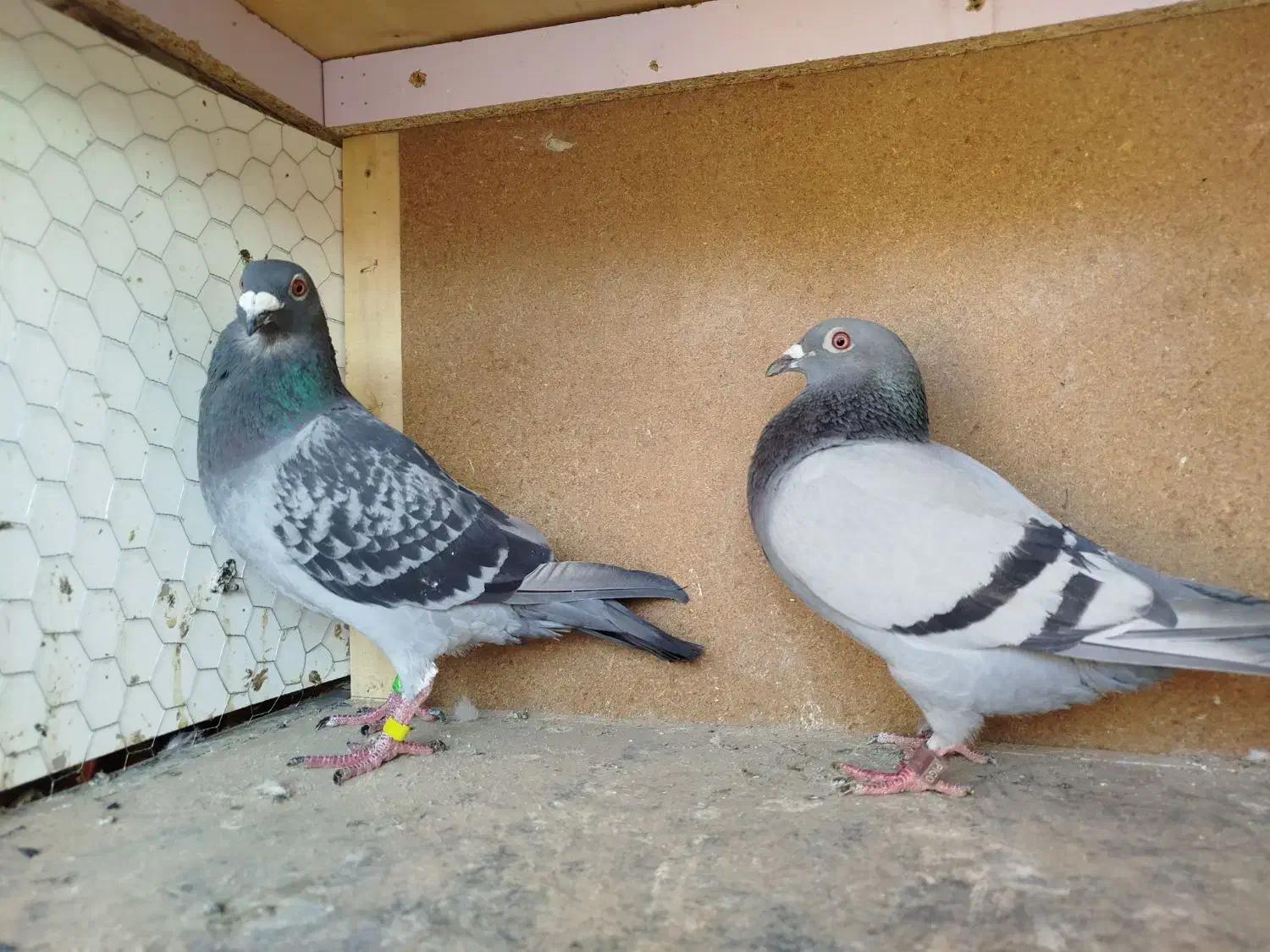 پلاکی|پرنده|قم, شهرک فاطمیه|دیوار