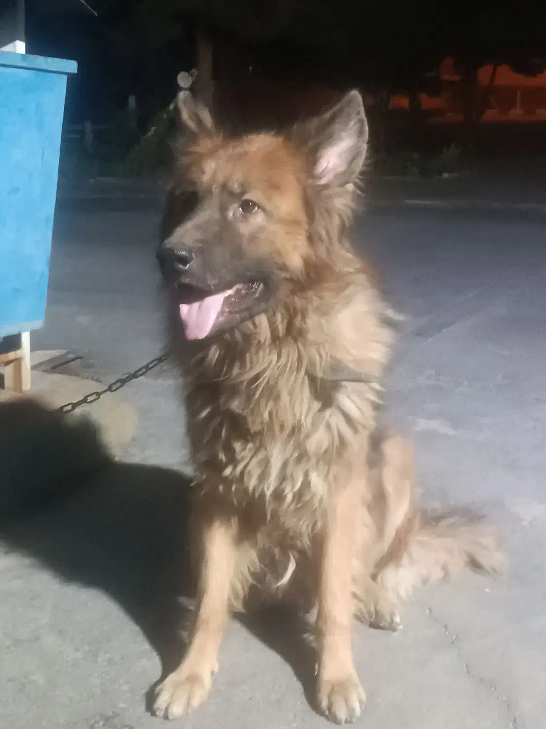 سگ ژرمن کینگ|سگ|قرچک, میرزائی جنوبی|دیوار