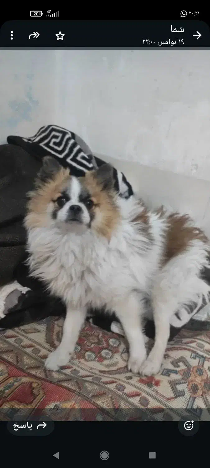 سگ  گمشده|حیوانات|شیراز, کوشک میدان|دیوار