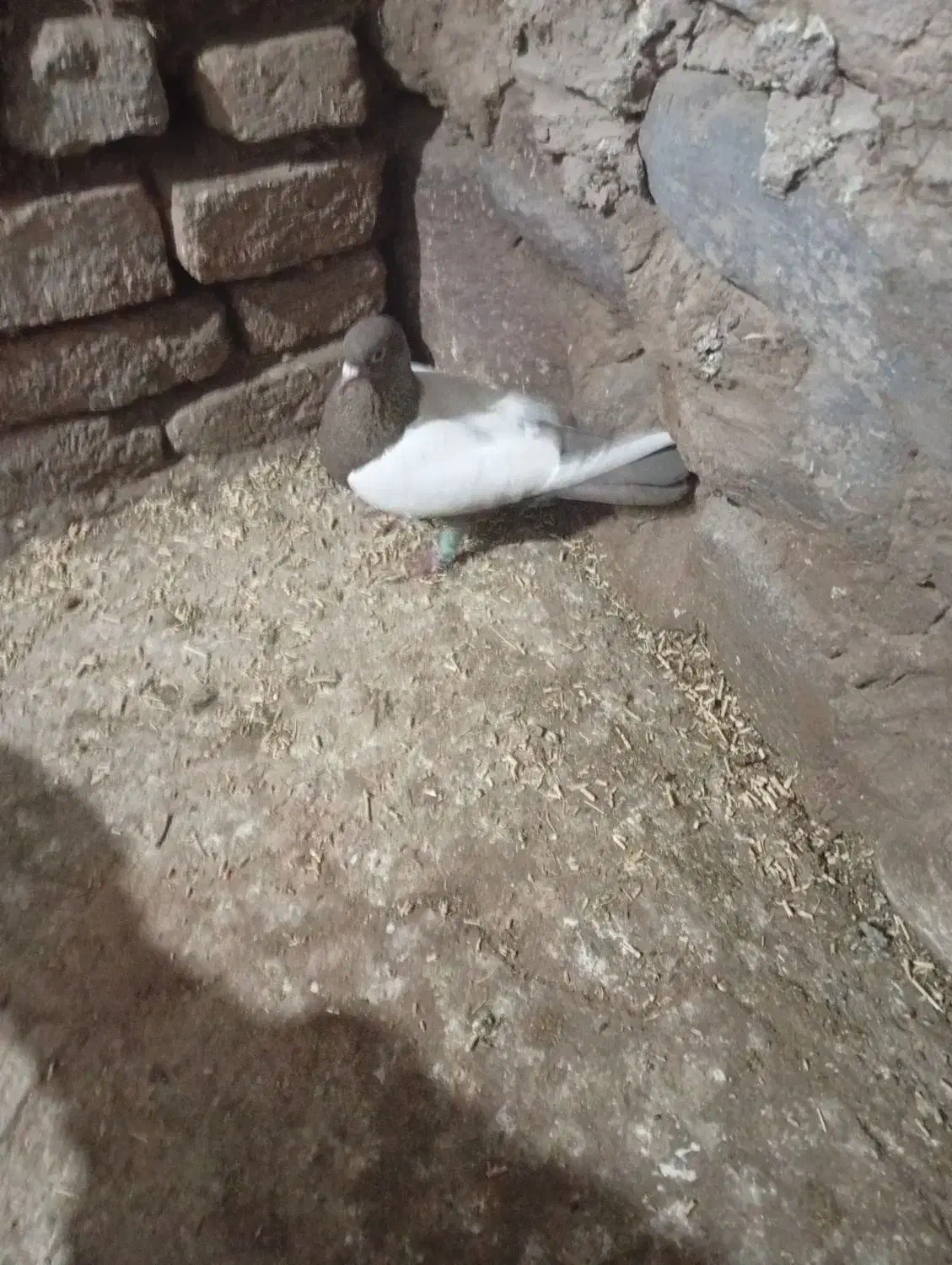 کفتر|پرنده|شیروان (خراسان), |دیوار