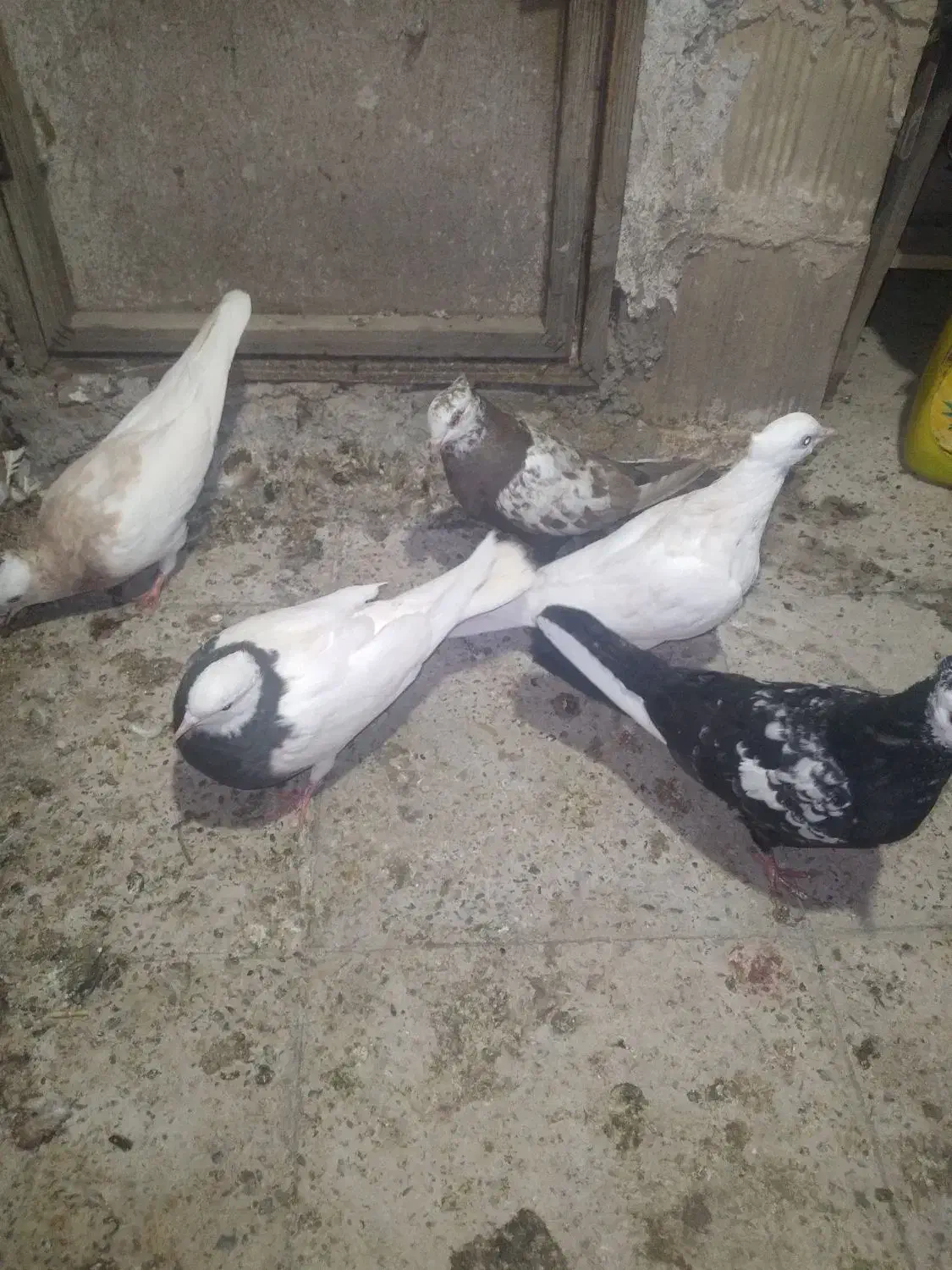 رنگی|پرنده|بهارستان, |دیوار