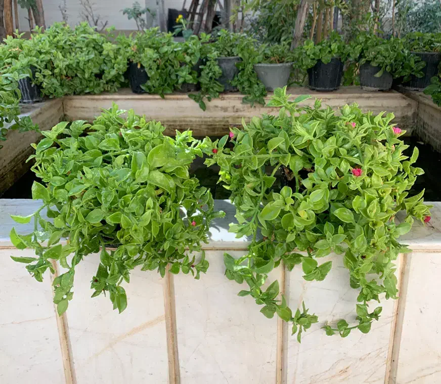 گل آپارتمانی|گل و گیاه طبیعی|تربتحیدریه, قائم|دیوار