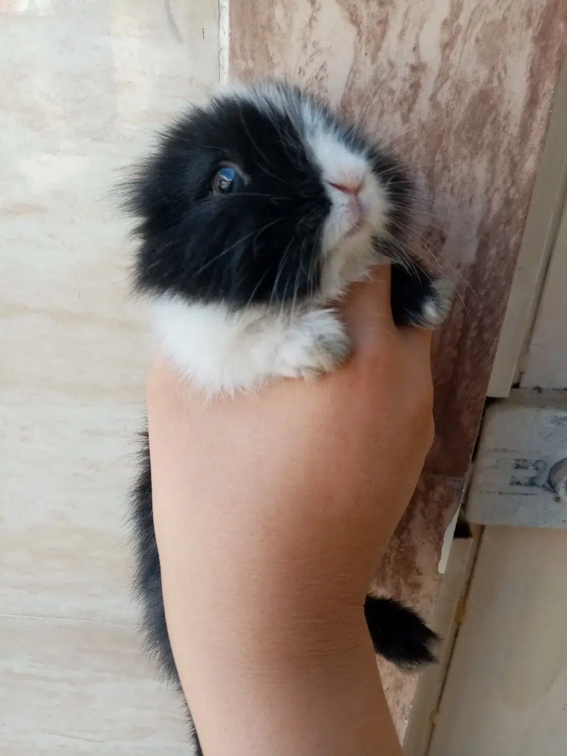 فروش یک عدد خرگوش خارجی|موش و خرگوش|ایذه, |دیوار