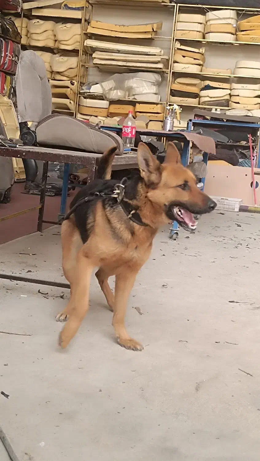 سگ ژرمن شیپر المان|سگ|پاکدشت, خاتون آباد|دیوار