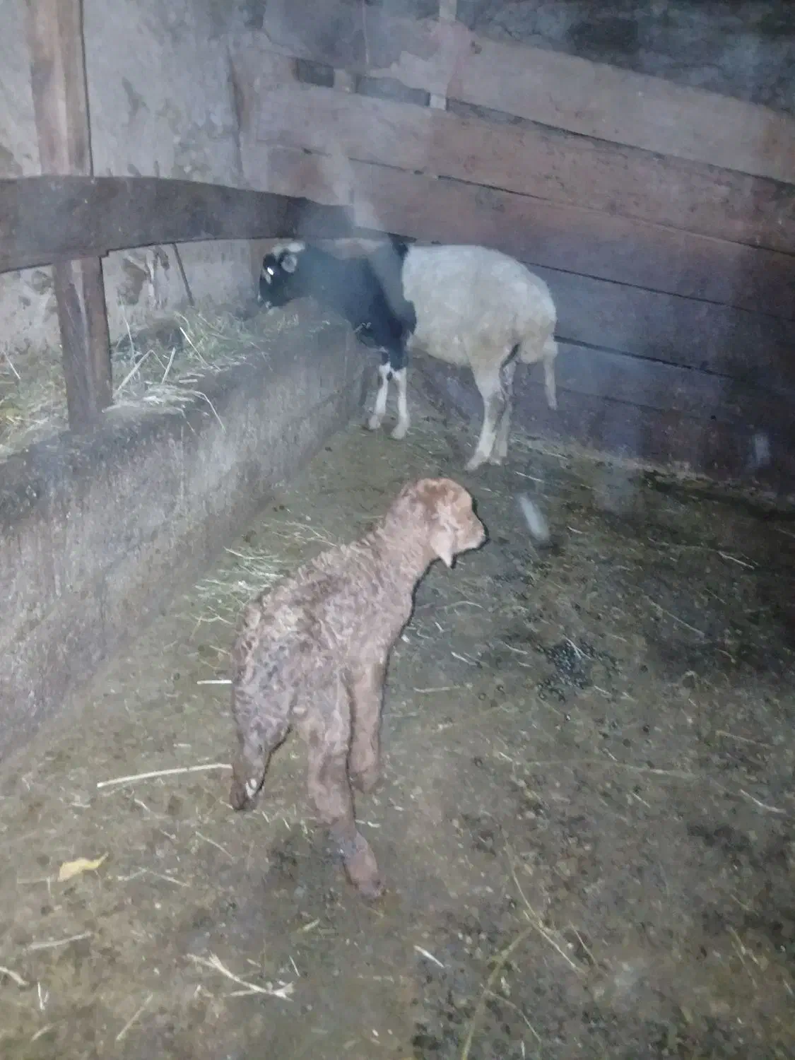 گوسفند با بره نر|حیوانات مزرعه|پرهسر, |دیوار