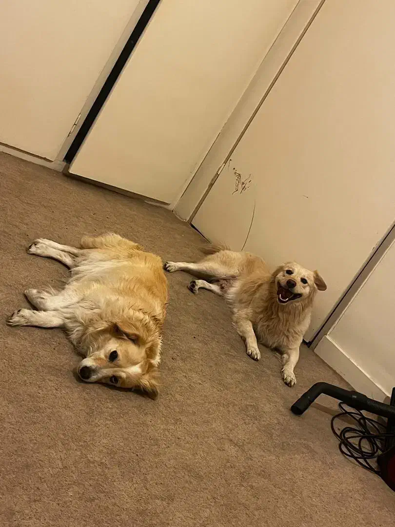 واگذاری رایگان سگ آگهی رونخونی جواب نمیگیری|سگ|تبریز, |دیوار