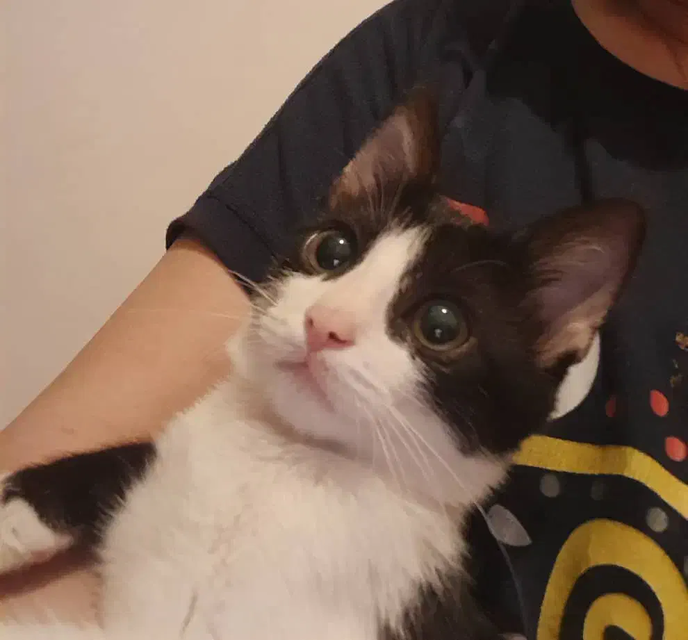 واگزاری|گربه|ارومیه, |دیوار