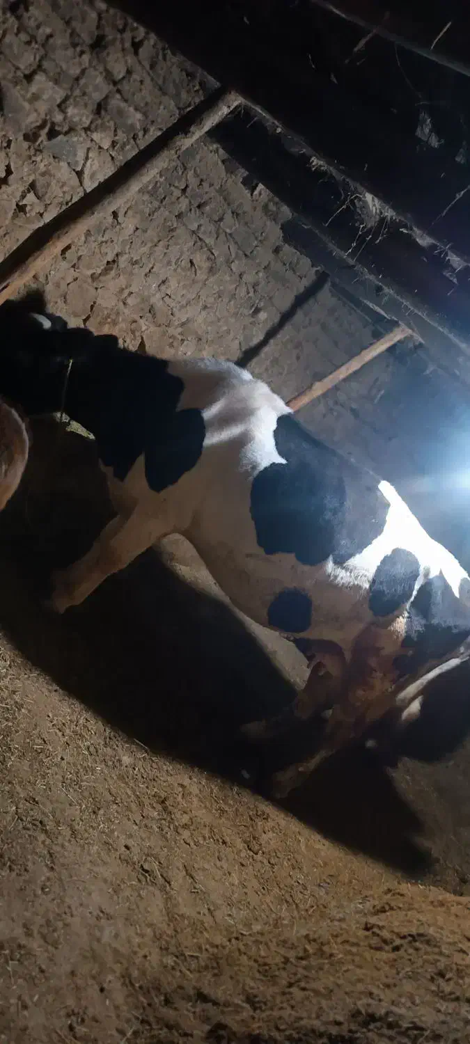 گاو آبستن4شکم|حیوانات مزرعه|تخت سلیمان, |دیوار