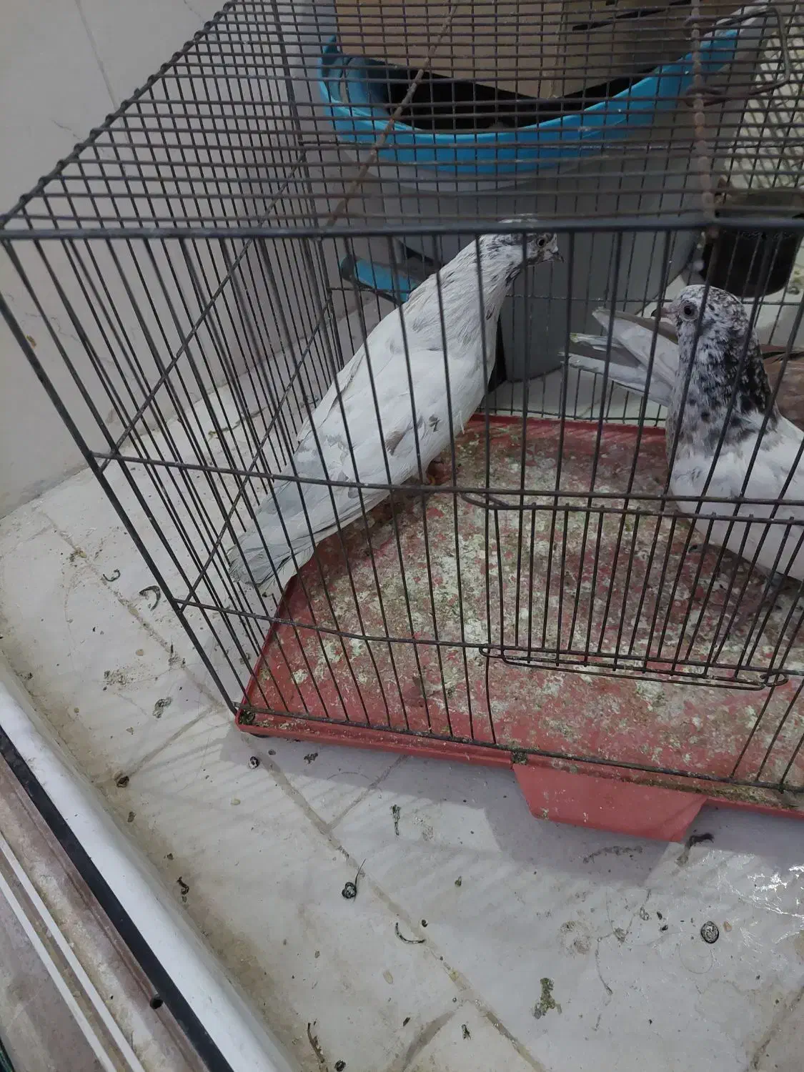 ۳عدد کفتر گرفتنی خوب|پرنده|قم, وادی السلام|دیوار