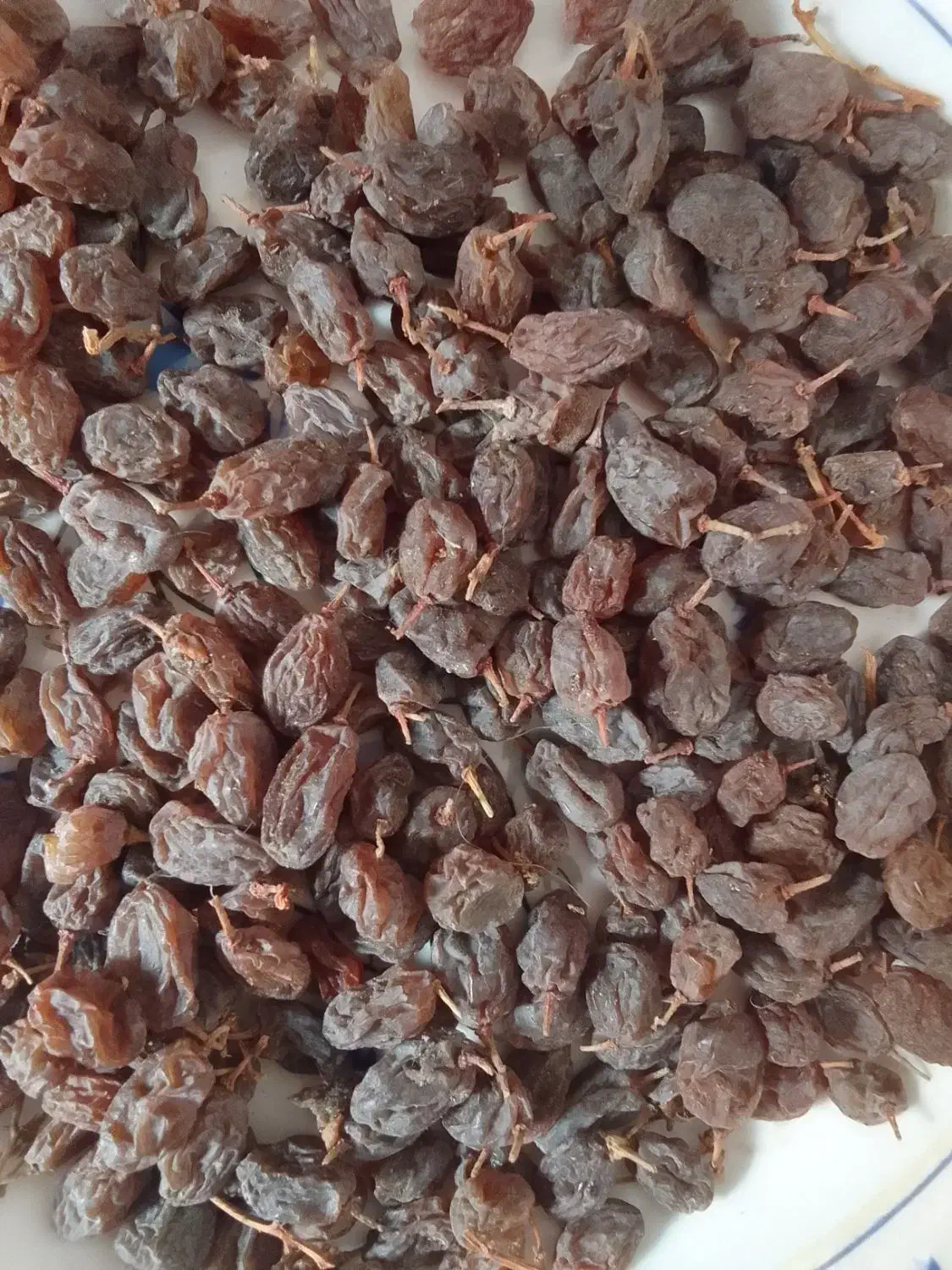 کشمش افتابی|خوردنی و آشامیدنی|بناب, |دیوار