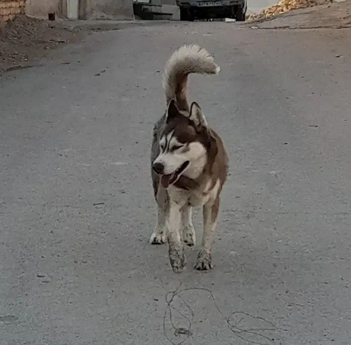 هاسکی چشم یخی|سگ|اقلید, |دیوار