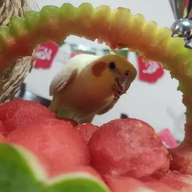 عروس هلندی گم شده|حیوانات|کرج, حیدرآباد|دیوار