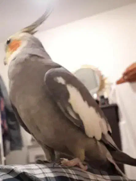 عروس هلندی گمشده|حیوانات|تهران, یوسفآباد|دیوار