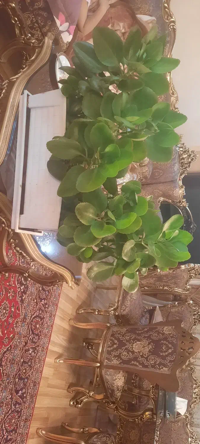 گل قاشقی|گل و گیاه طبیعی|تبریز, |دیوار