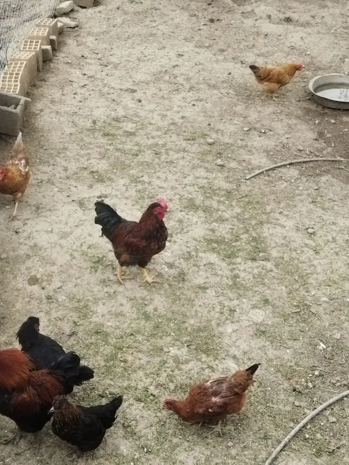 خروس|حیوانات مزرعه|دینور, |دیوار