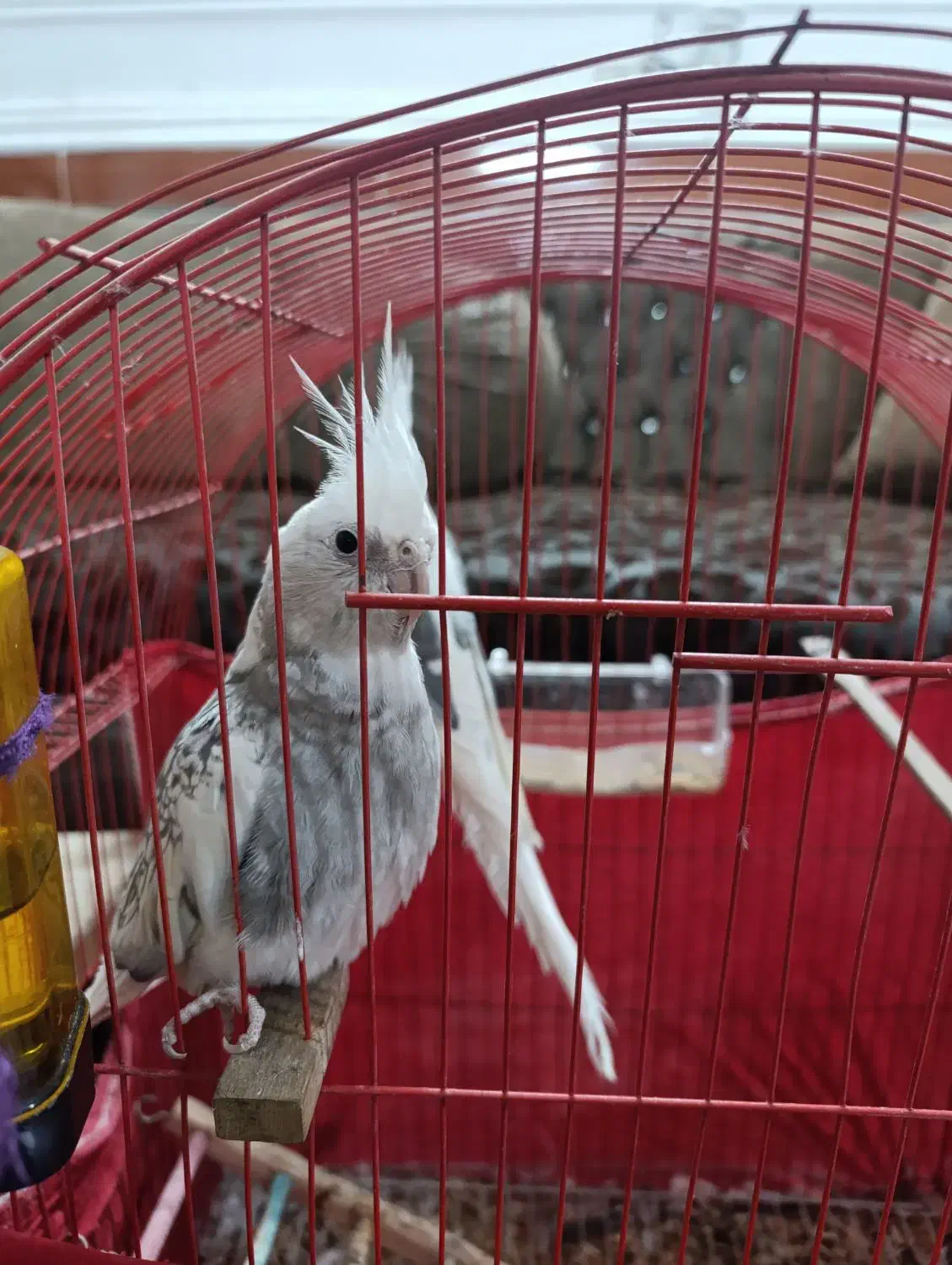 عروس هلندی جفت آلبینو دوکت|پرنده|گرگان, |دیوار