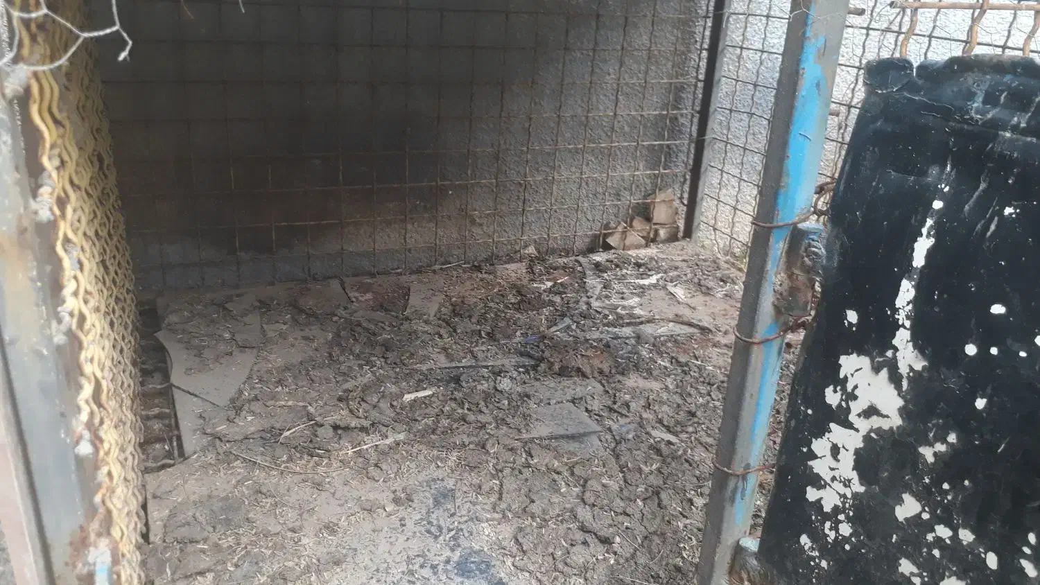 قس مرغ|لوازم جانبی حیوانات|مسجد سلیمان, |دیوار