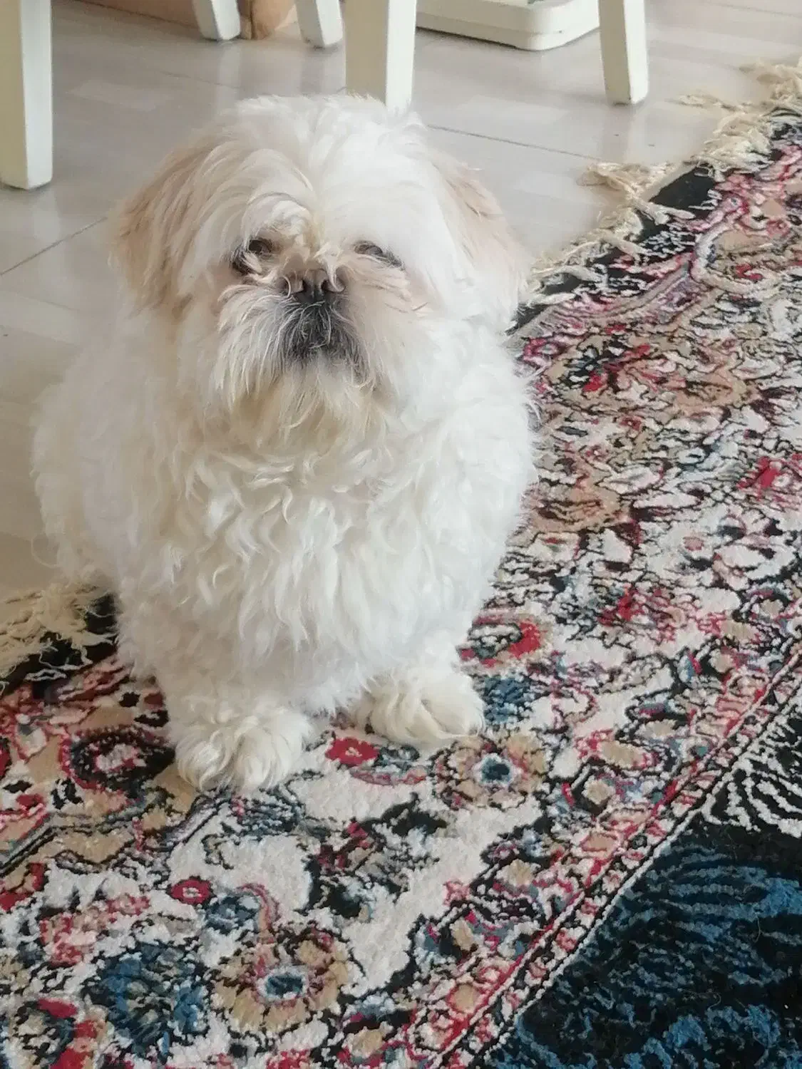 شیتزو نر عقیم شده|سگ|اردبیل, |دیوار