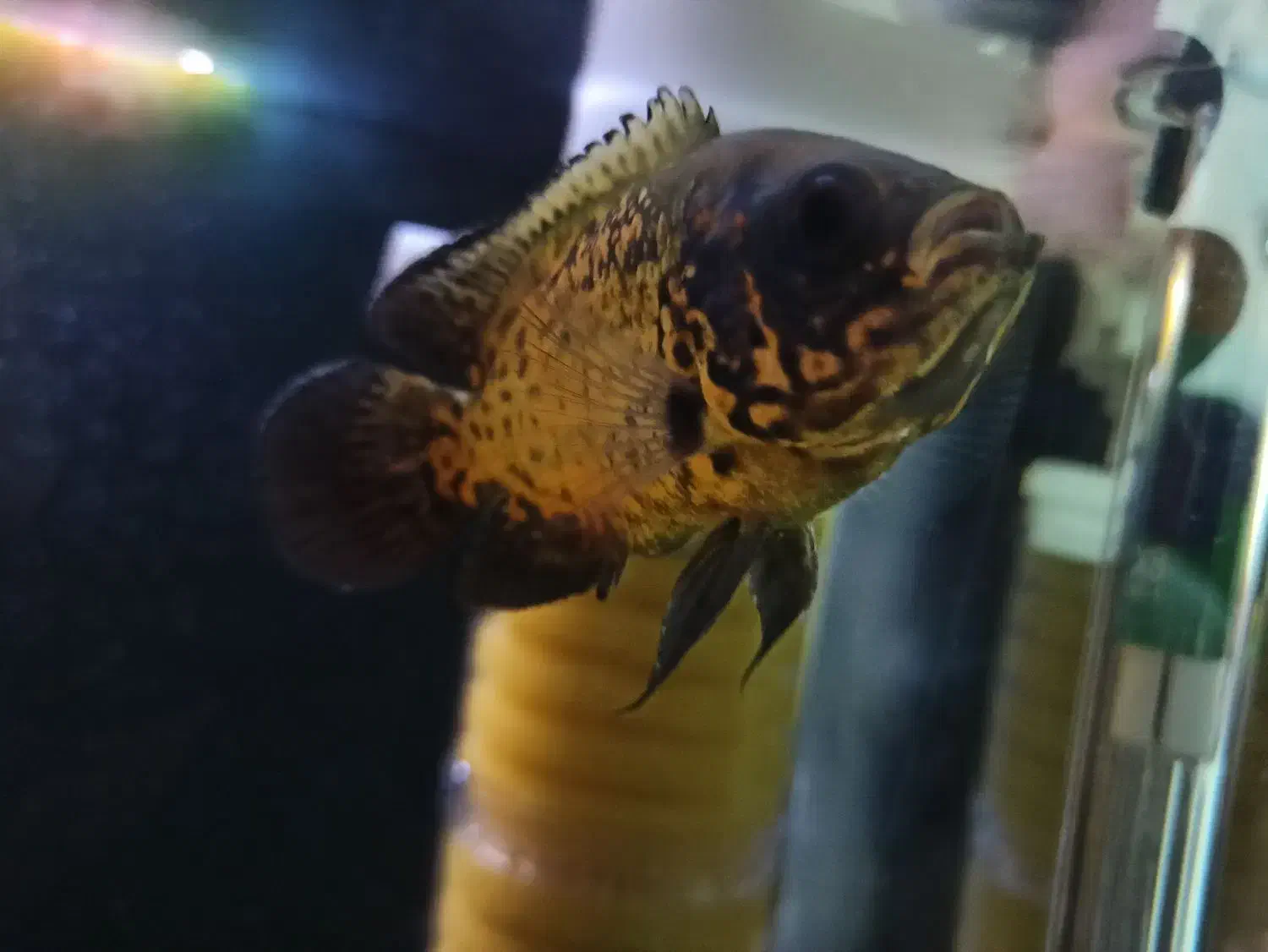 ماهی اسکار مسی|ماهی|فردیس, شهرک هفده شهریور|دیوار