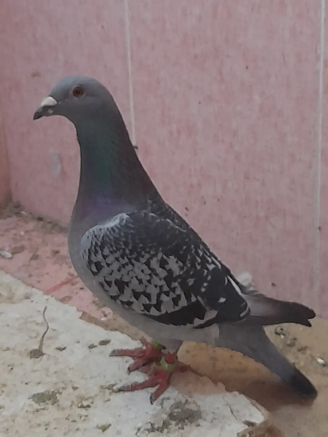 کبوتر|حیوانات|شیروان (خراسان), |دیوار