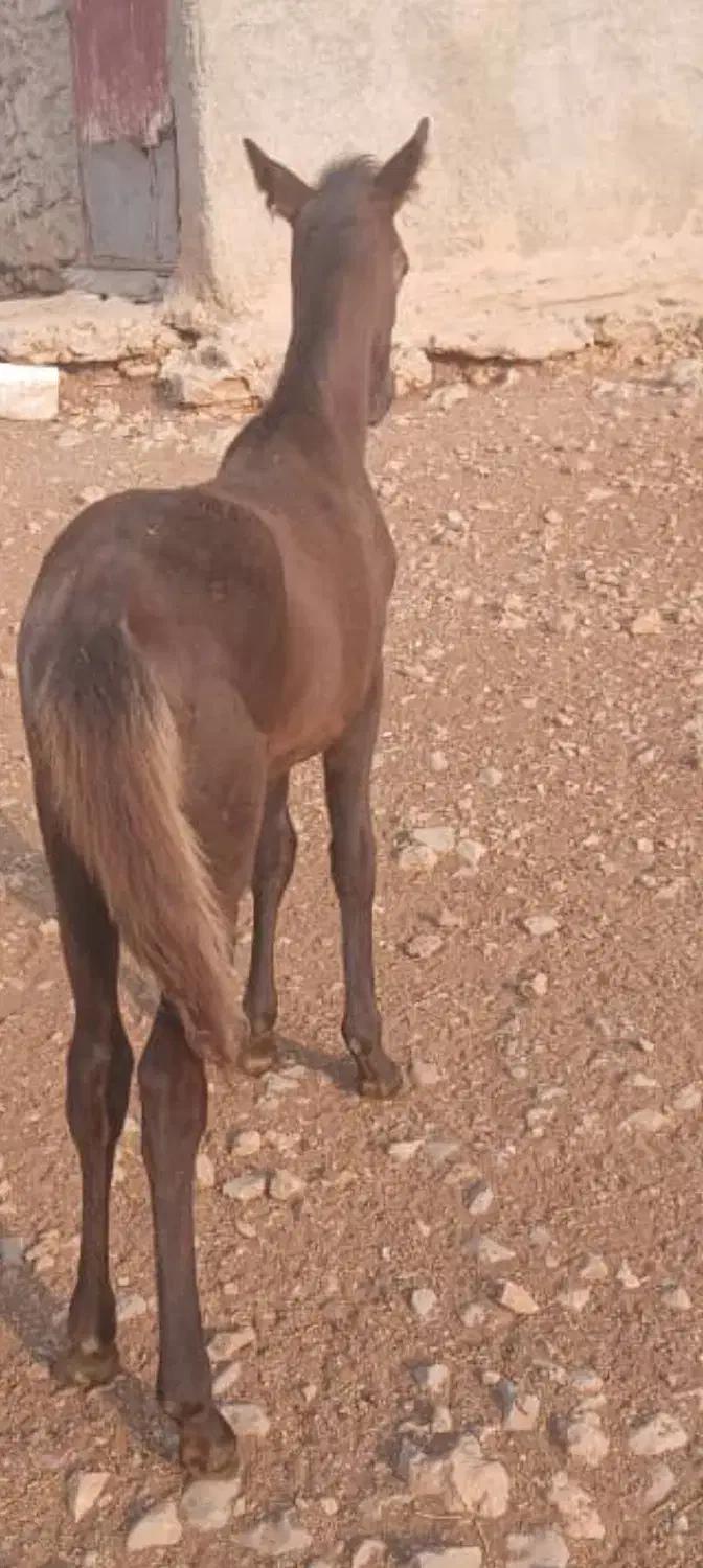 یک کره اسب هشت ماه نرین کاملا سالم|حیوانات مزرعه|کوهمره, |دیوار