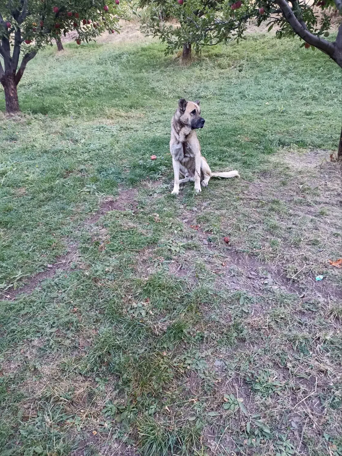 فروش سگ گله دوساله به علت نبود جا قیمت توافقی|سگ|ترکمانچای, |دیوار