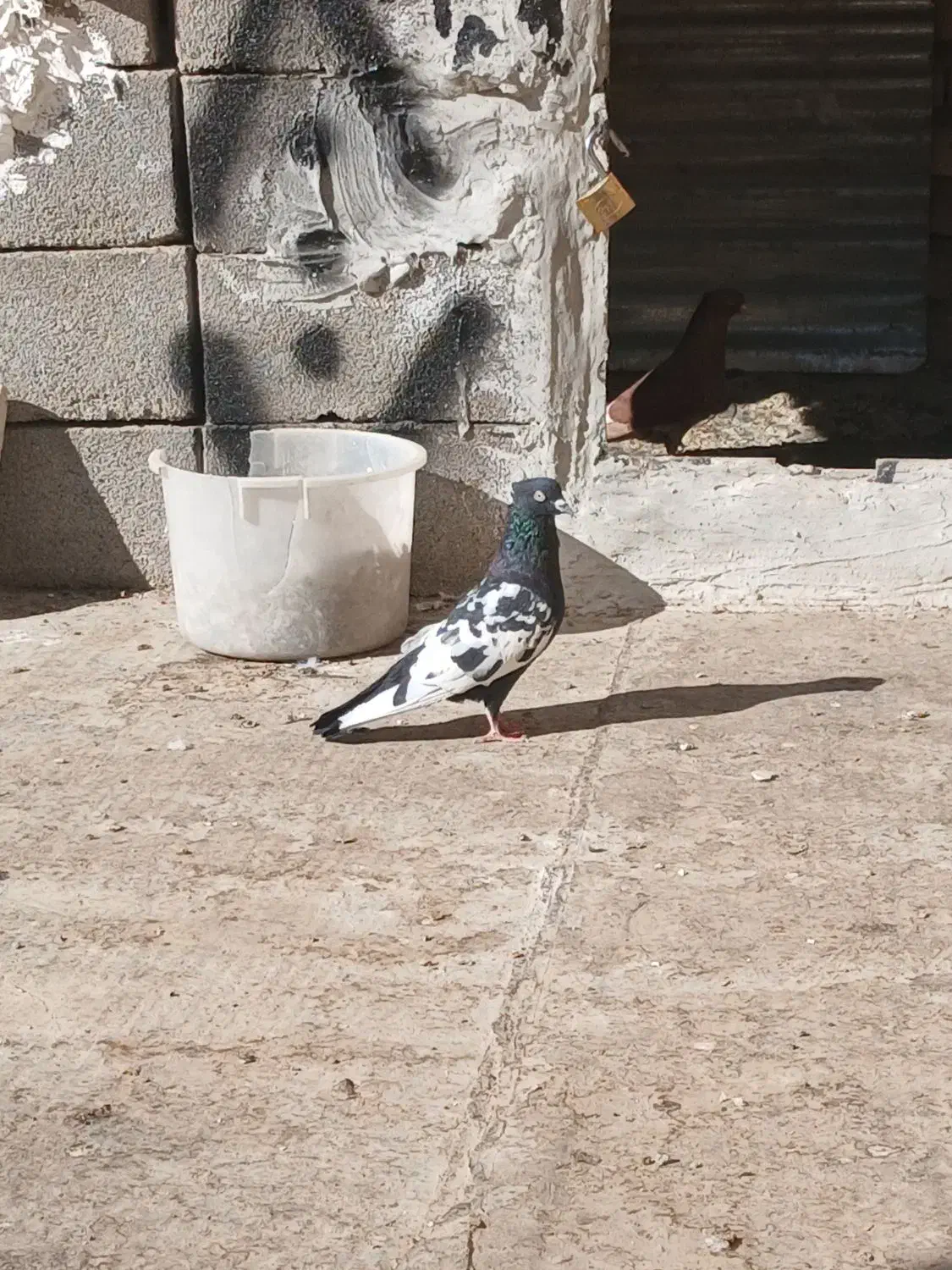 کفتر|پرنده|بجنورد, |دیوار