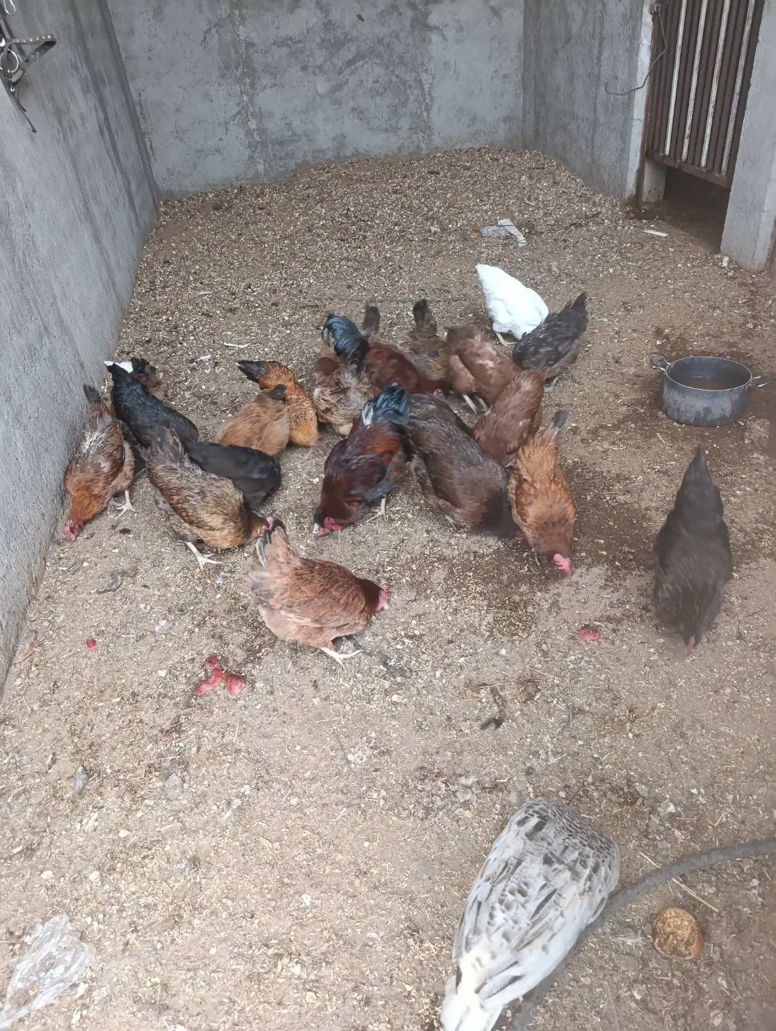 مرغ و خروس بومی|حیوانات مزرعه|کاشان, شهرک صنعتی فتح المبین|دیوار