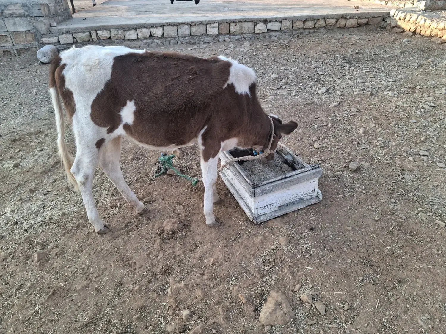 گاو وگوساله|حیوانات مزرعه|ایذه, |دیوار