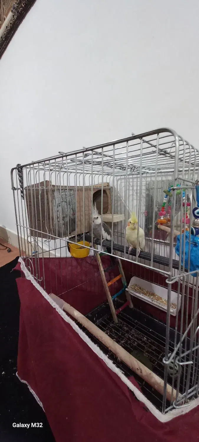 یک جفت عروس هلندی نر وات فیس|پرنده|الیگودرز, |دیوار