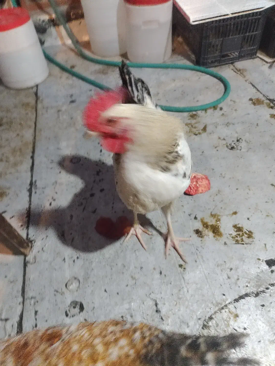 خروس 5ماهه|حیوانات مزرعه|تهران, جیحون|دیوار