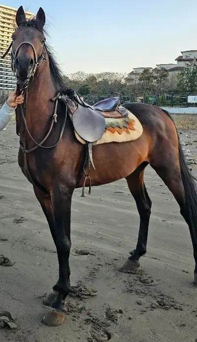 اسب سواری ومحل نگهداری وآموزش سوارکاری درصورت نیاز|اسب و تجهیزات اسبسواری|تنکابن, |دیوار