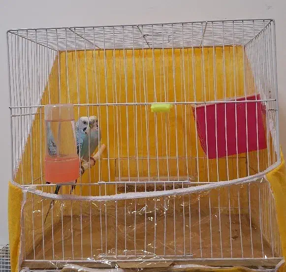 یک جفت مرغ عشق مولد دارن آغل گرم میکنن|پرنده|مشهد, شاهد (شهرک غرب)|دیوار