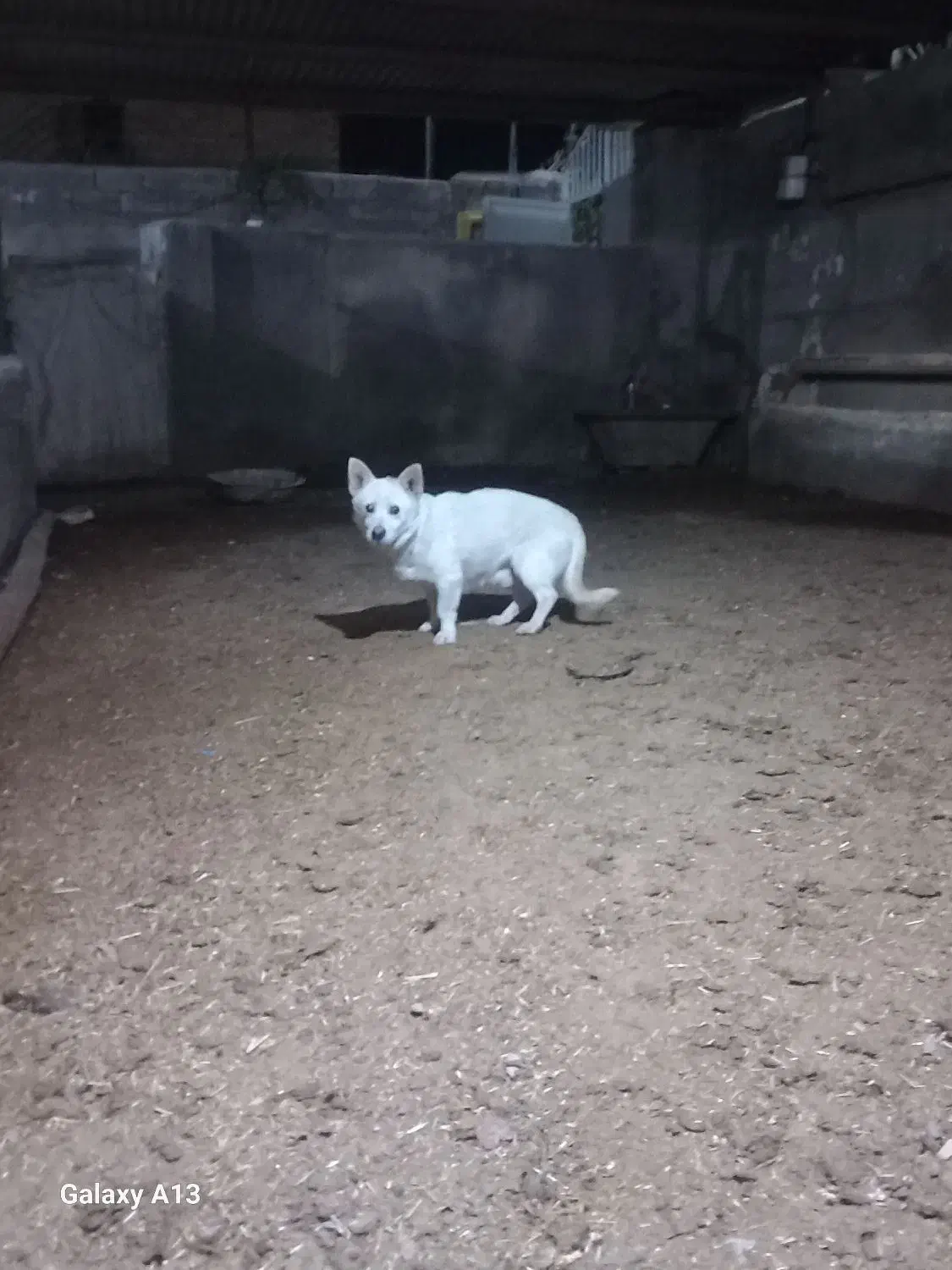 پاکوتاه|سگ|نیشابور, دارایی|دیوار