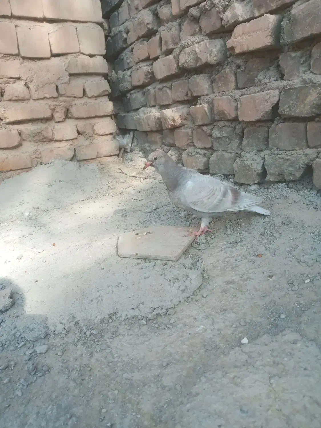 جوجه گوک معامله ای|پرنده|ایرانشهر, |دیوار