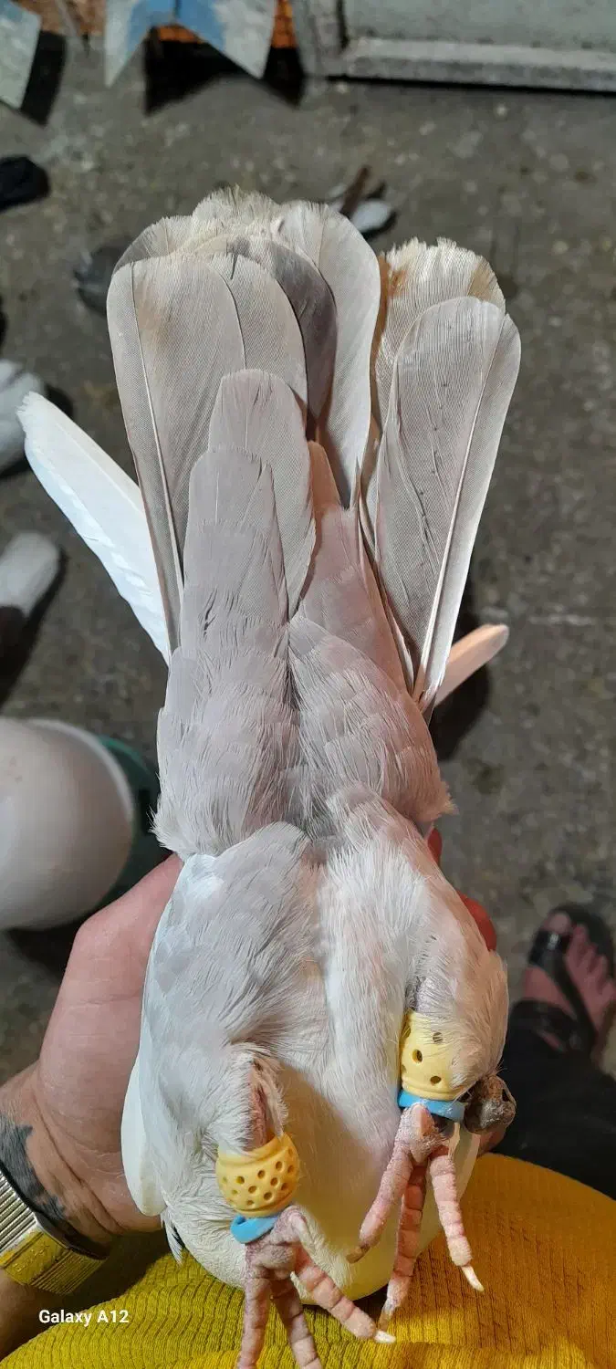 چهار عدد نر رنگی|پرنده|سوسنگرد, |دیوار