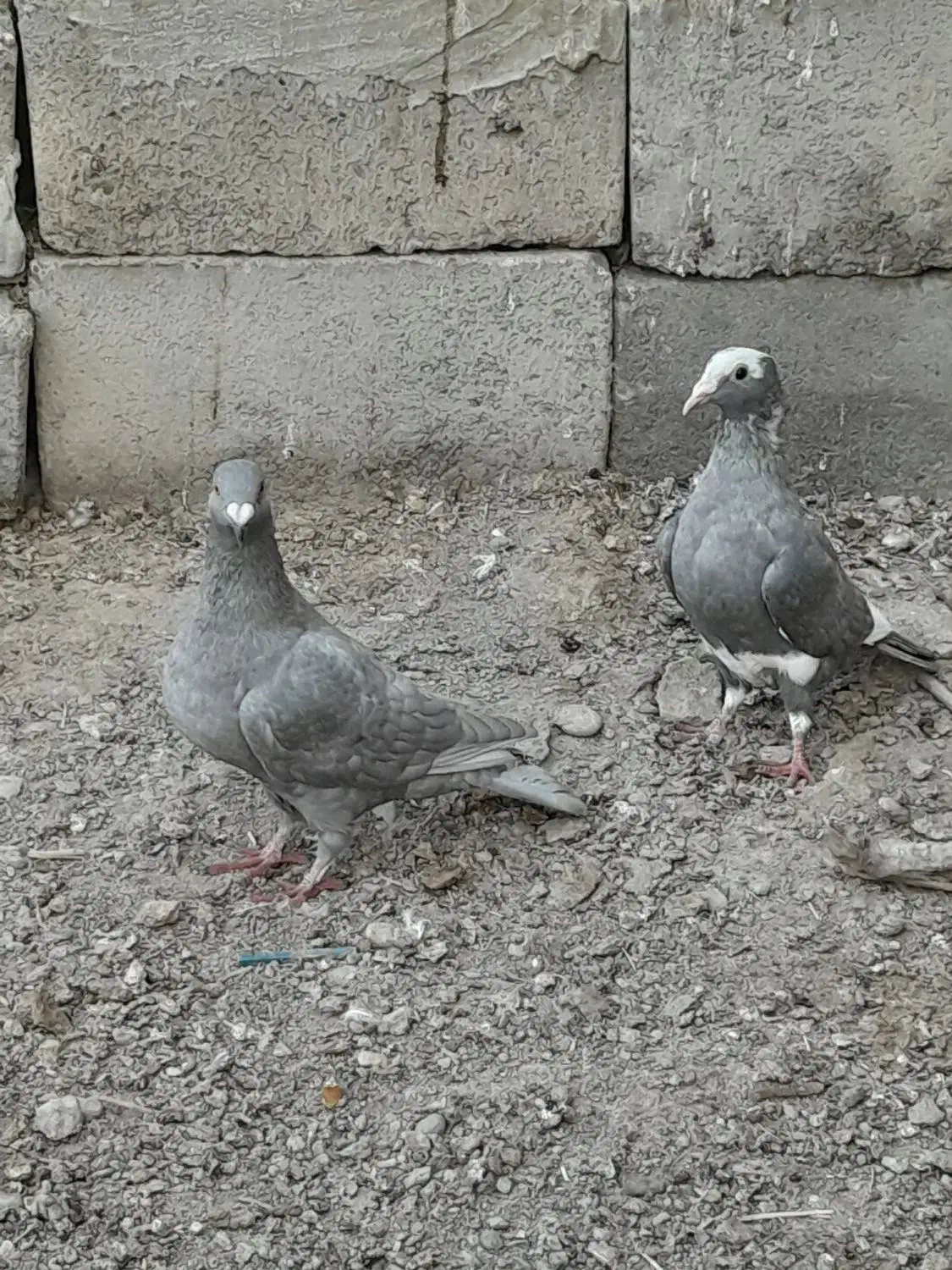 پلنگ نقره ای ونقره ای|پرنده|هامون, |دیوار